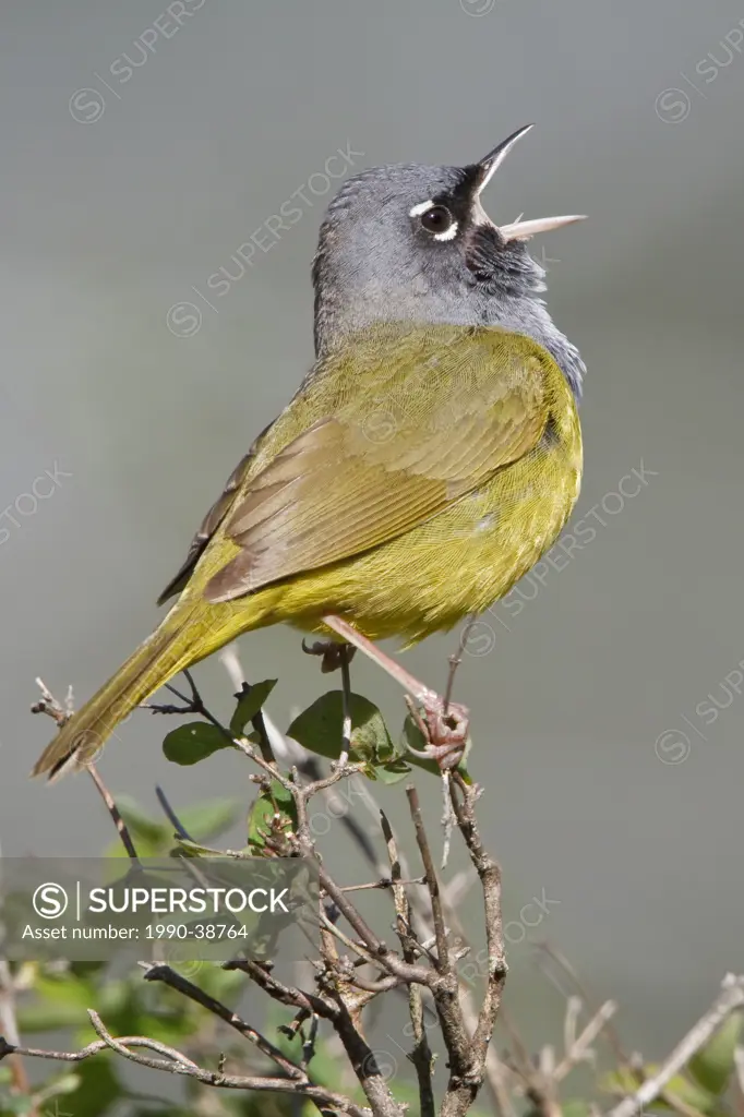 MacGillivray´s Warbler Oporornis tolmiei perched on a branch in Victoria, BC, Canada.