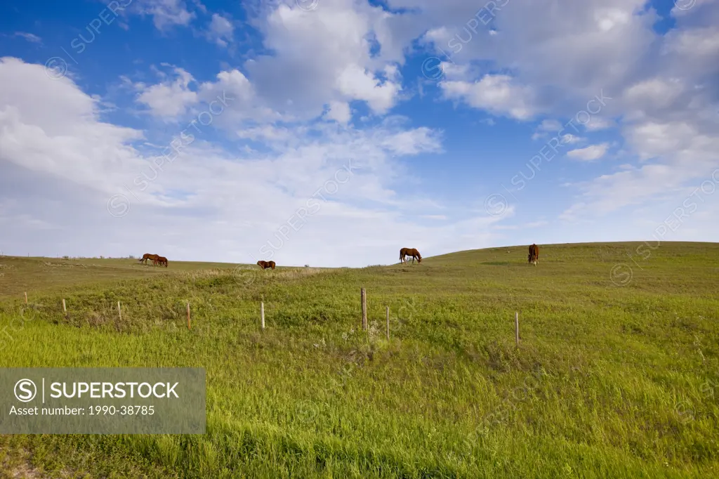 Horses grazing near Drinkwater, Saskatchewan, Canada.