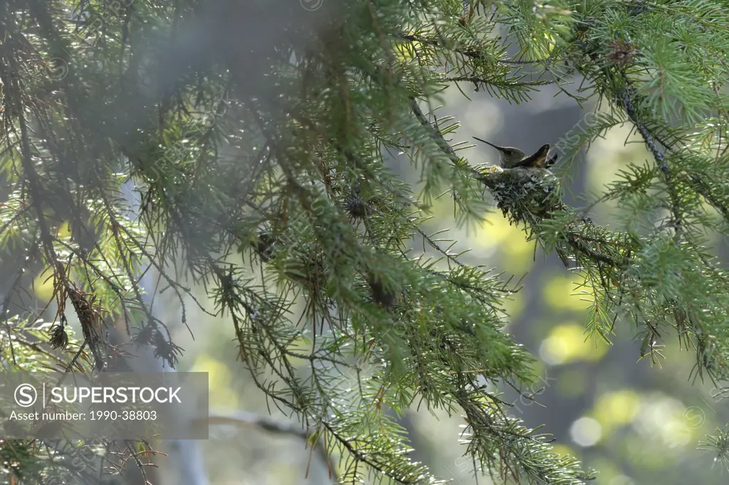A female Rufous Hummingbird Selasphorus rufus incubates her eggs in a spruce tree.