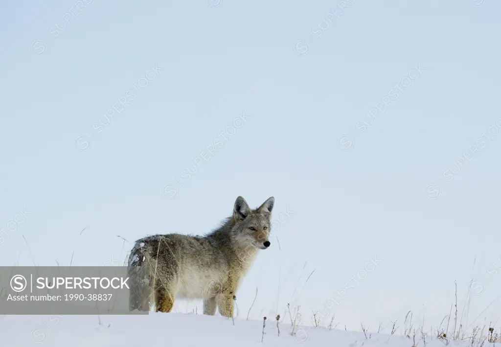 Coyote Canis latrans Male. Southwest Alberta Canada.
