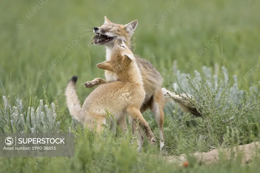 Swift fox Vulpes velox, female with rodent, and hungry kit, at den, near Pawnee National Grassland, Colorado.
