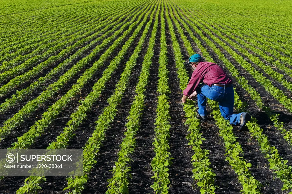 a farmer checks his early growth soybean field near Lorette, Manitoba, Canada