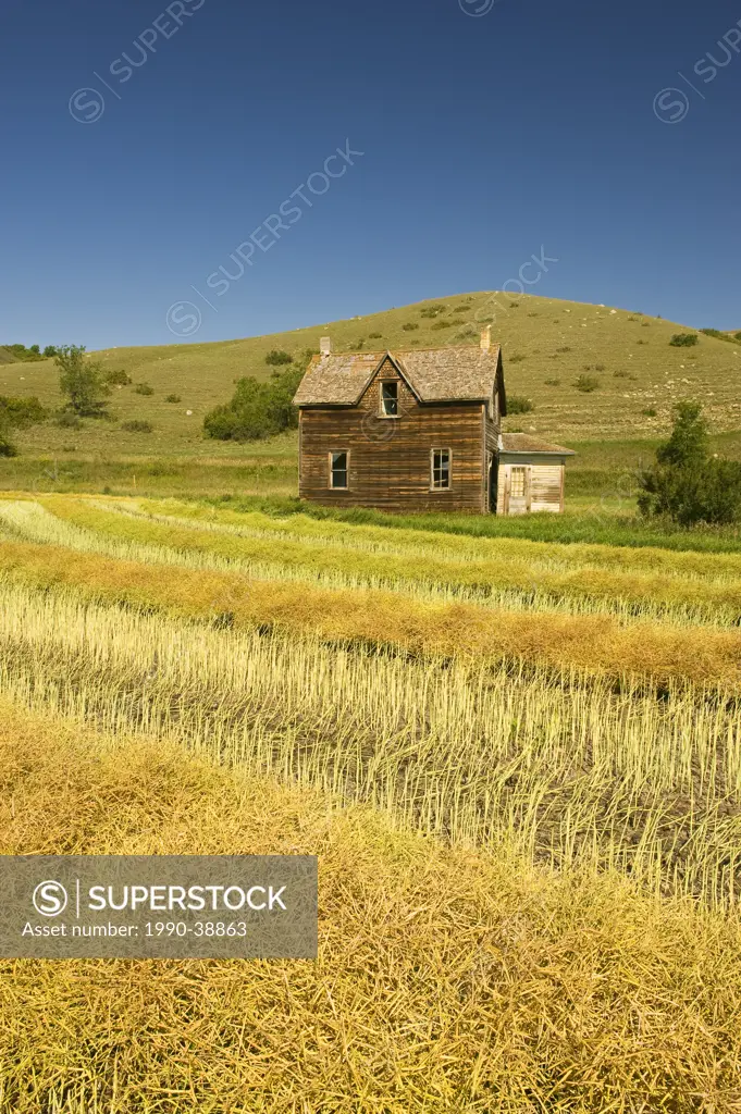 abandoned farm house and swathed canola field, Qu´Appelle, Valley, Saskatchewan, Canada
