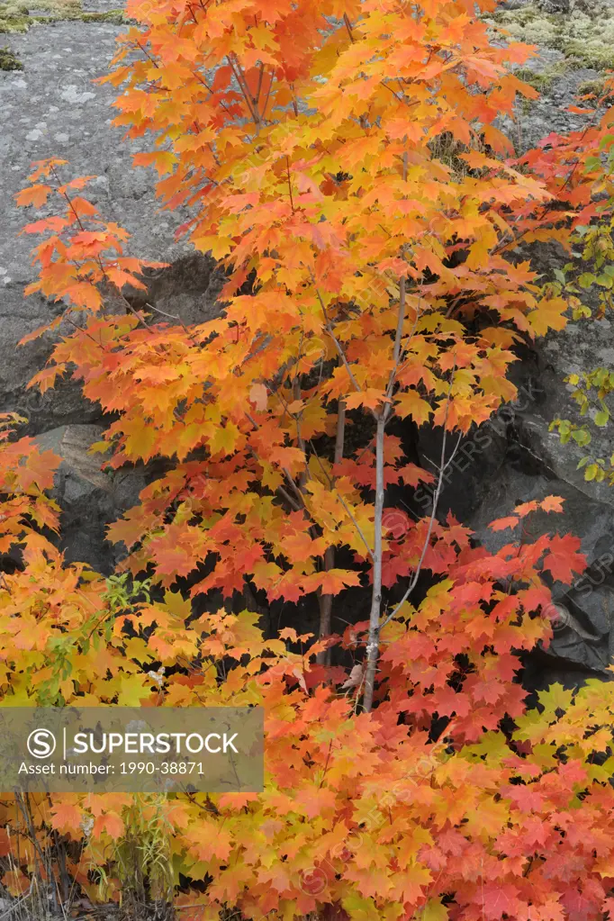 Red maple Acer rubrum Autumn foliage.