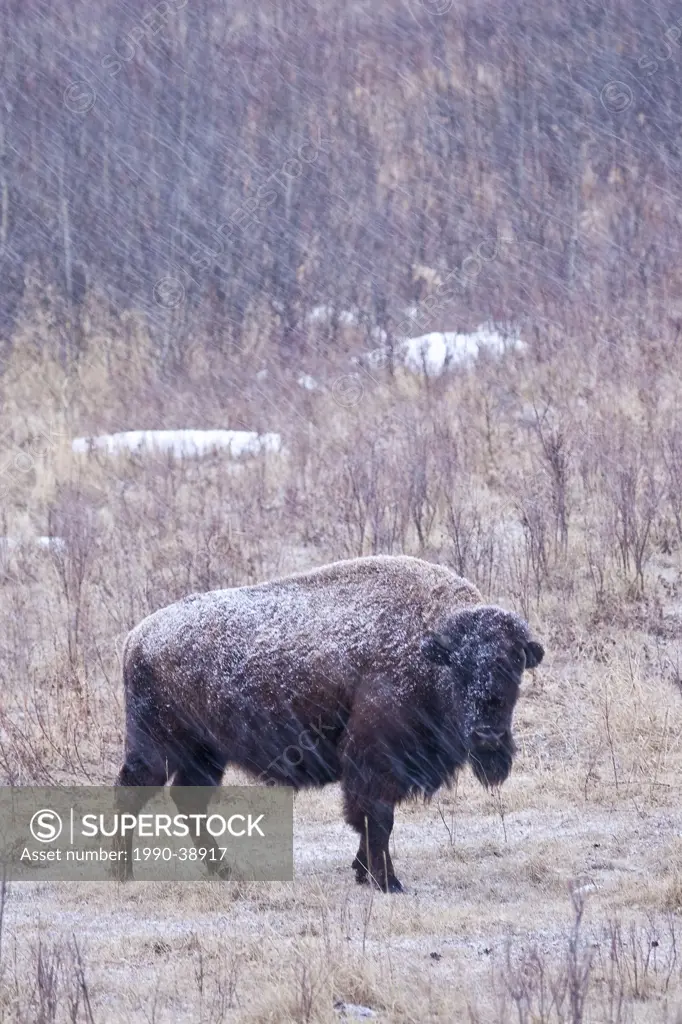 Bison bos bison in snow storm in Elk Island National Park, Alberta, Canada.
