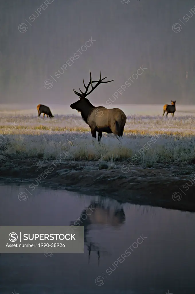 Rocky Mountain Elk Cervus elaphus grazing in a frost covered field.
