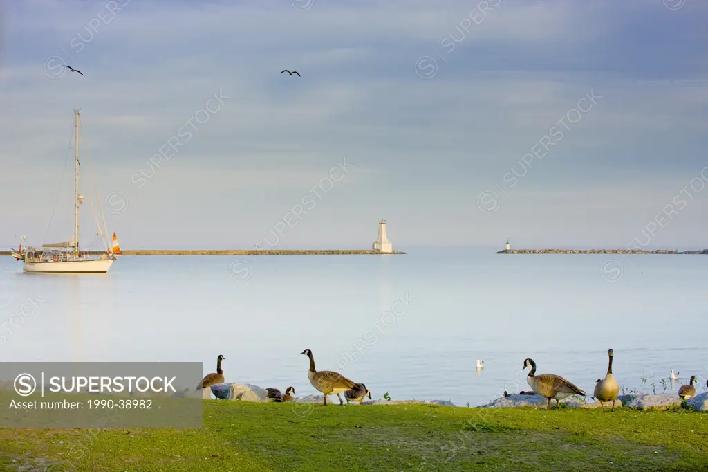 Canada Geese Branta canadensis along the waterfront with sailboat and lighthouse in the background, Cobourg, Ontario, Canada.