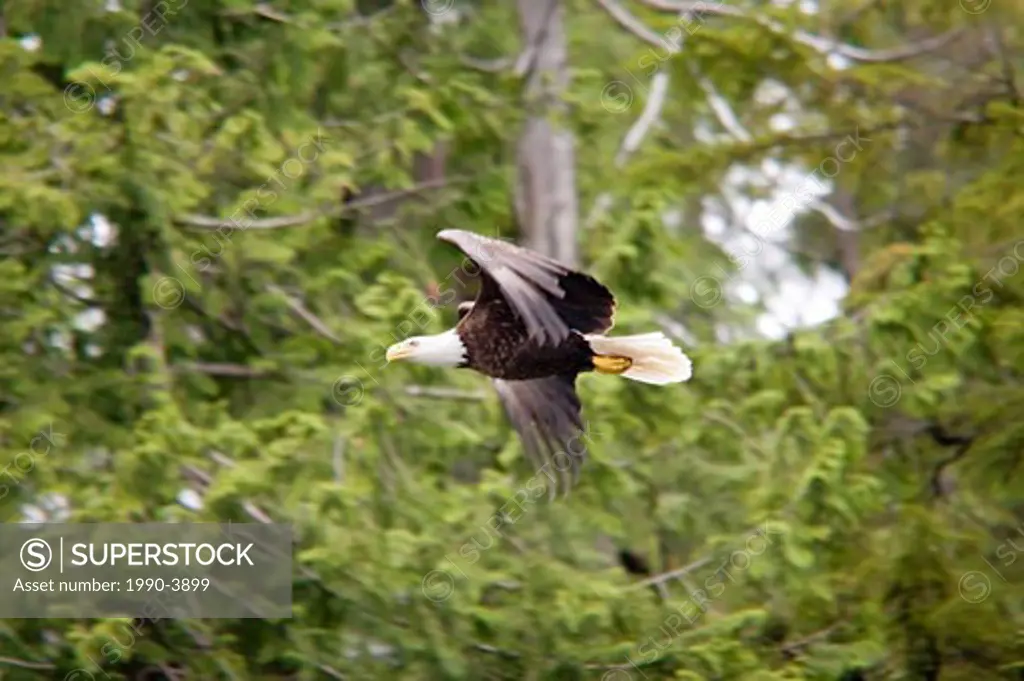 bald eagle in flight, tofino, british columbia, canada