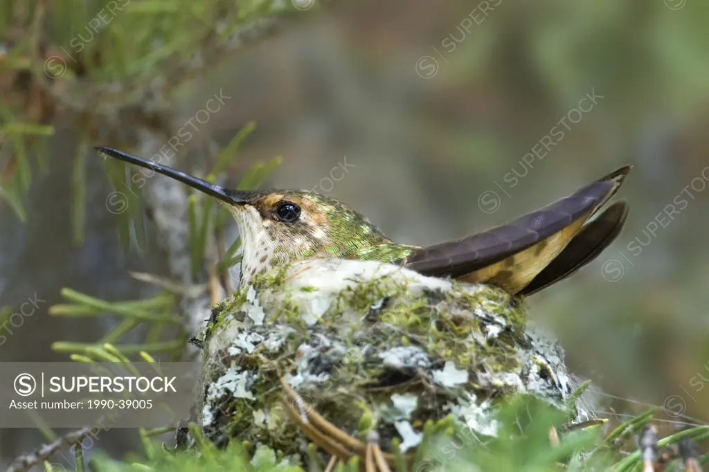 Incubating female rufous hummingbird Selasphorus rufus, Rocky Mountains, Jasper National Park, Alberta, Western Canada