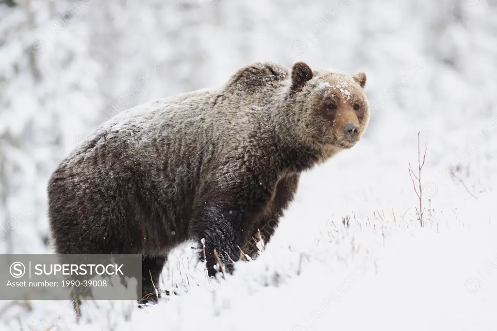 Grizzly bear in spring snow, Banff National Park, Alberta, Canada