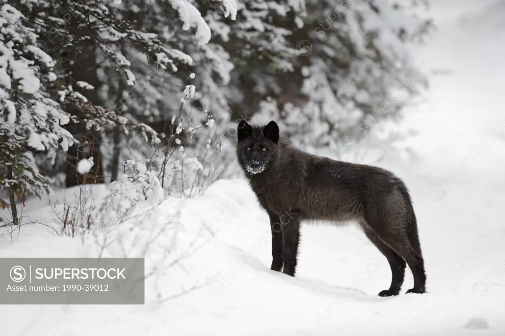 Wild wolf in winter