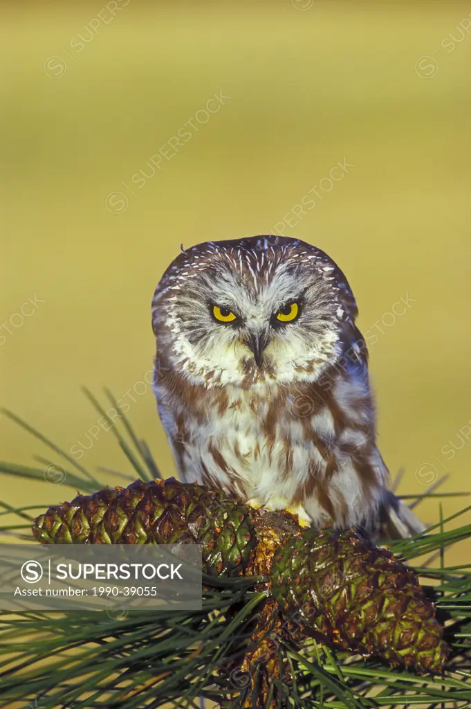 Northern Saw_Whet Owl Aegolius acadicus in pine tree, summer, Rocky Mountains, North America.