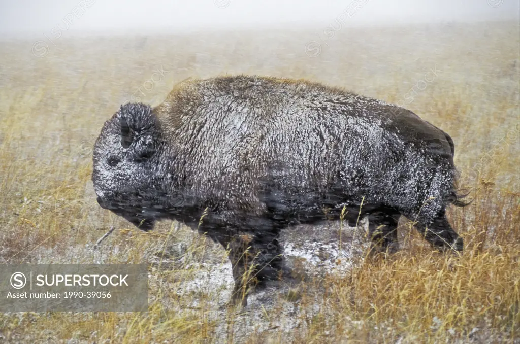 Plain Bison Bison bison endures mid_autumn snowstorm, Grand Teton National Park, Wyoming, U.S.A.