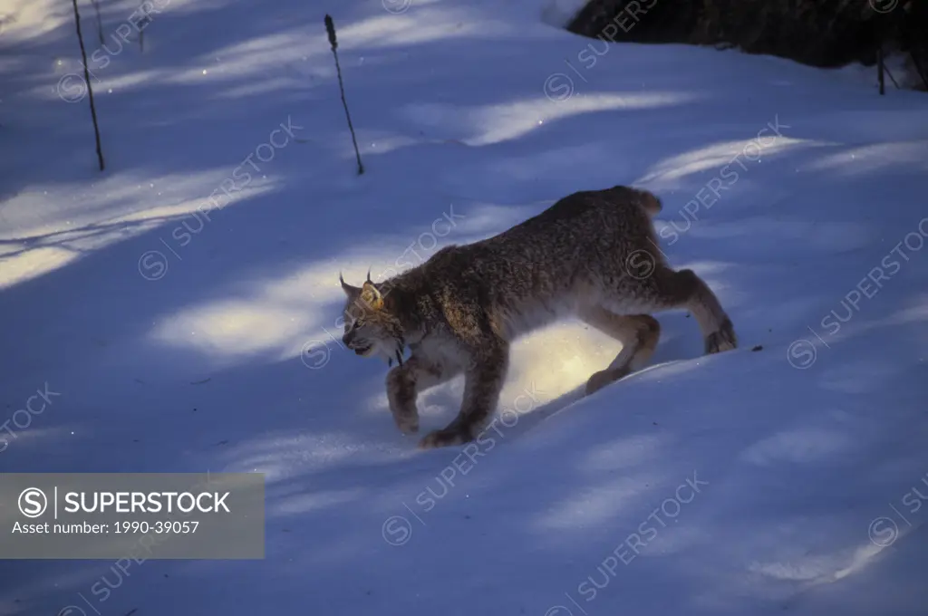 Canada Lynx Lynx canadensis walks on snow through forest shadows, winter, Rocky Mtns, North America.