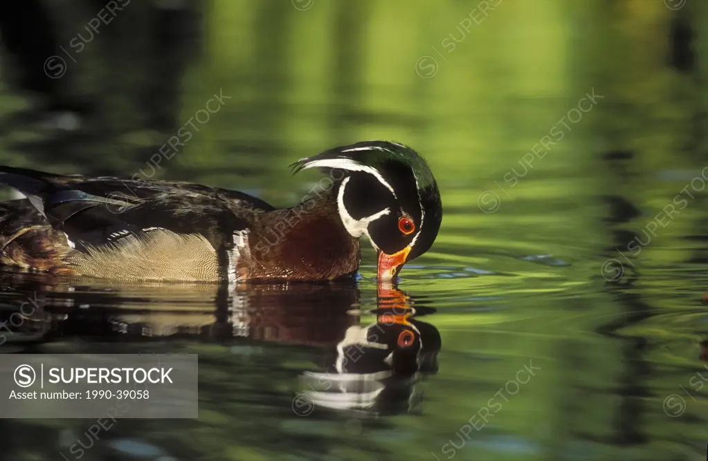Wood Duck Aix sponsa drake drinks with reflection in water, spring, North America.