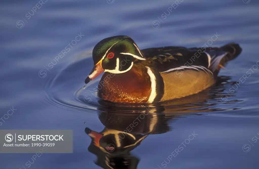 Wood Duck Aix sponsa drake and reflection in water, spring, North America.