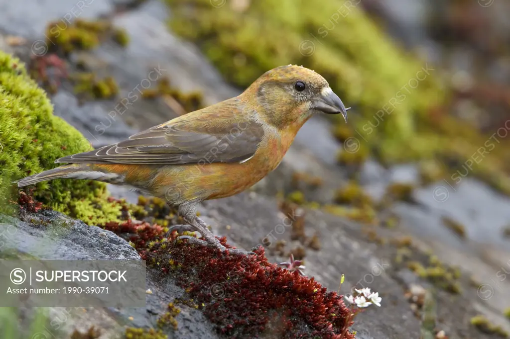 Red Crossbill Loxia curvirostra perched on a branch in Victoria, BC, Canada.