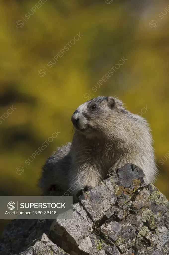 Hoary Marmot Marmota caligota sitting on a rock.