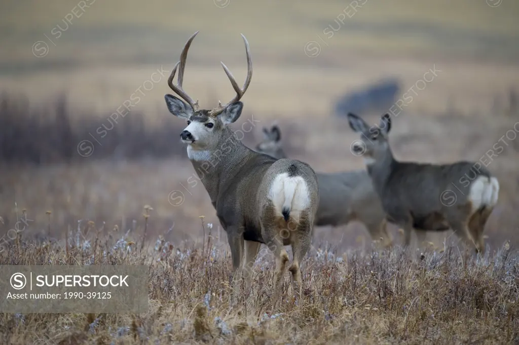 Mule Deer Odocoileus hemionus Male with Females. Southwest Alberta, Canada.