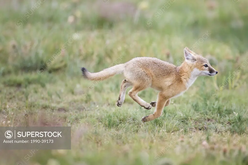 Swift fox Vulpes velox, kit running, near Pawnee National Grassland, Colorado.