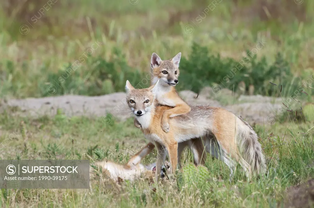 Swift fox Vulpes velox, female and kits at den, near Pawnee National Grassland, Colorado.