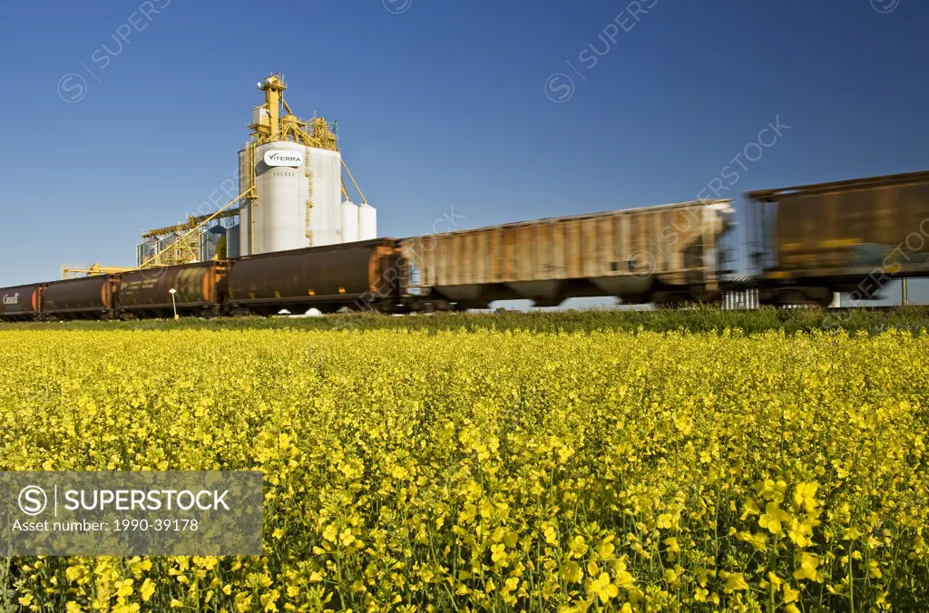 rail hopper cars pass a canola field and inland grain terminal near Portage la Prairie, Manitoba, Canada