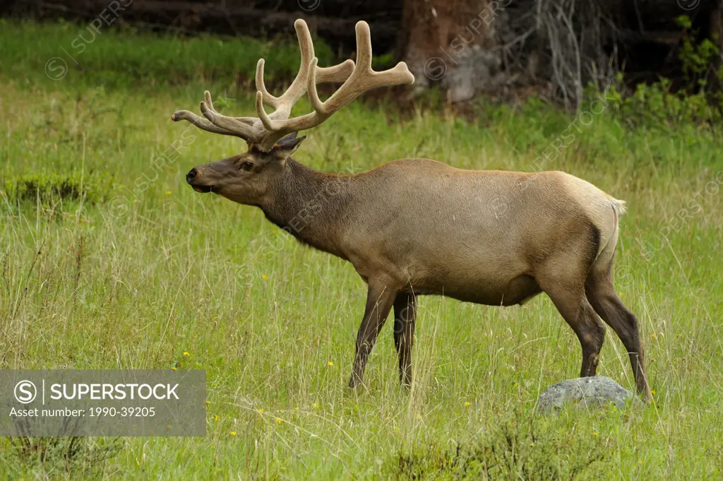 Elk Cervus elaphus Bull/stag. Yellowstone National Park, Wyoming, United States of America.