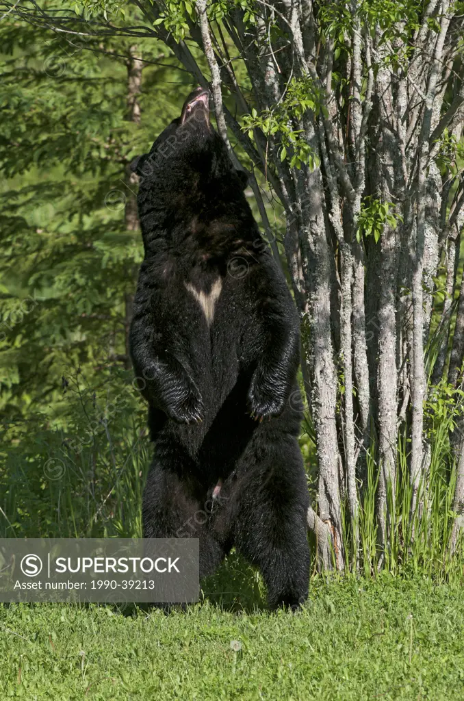 Wild American Black Bear standing against tree leaving scent and scratching. Ursus americanus. Sleeping Giant Provincial Park, Ontario, Canada.