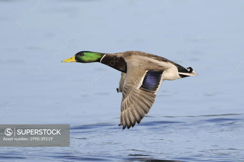 Male Mallard Anas platyrhynchos in flight over a lagoon.