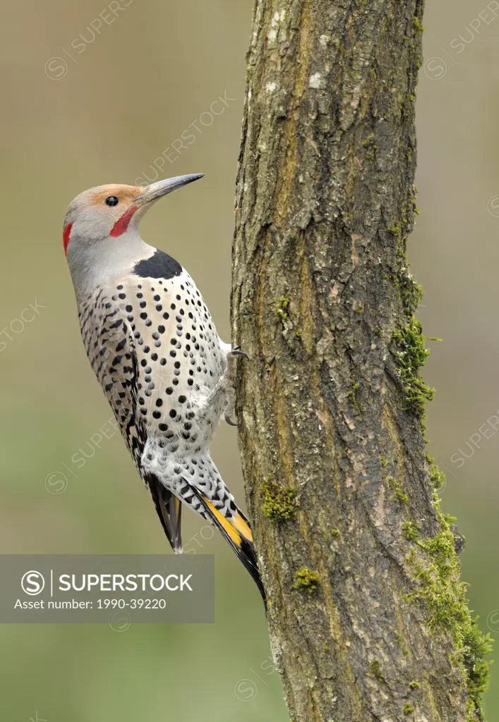 Yellow_shafted Northern Flicker Colaptes auratus pecking on a tree trunk.