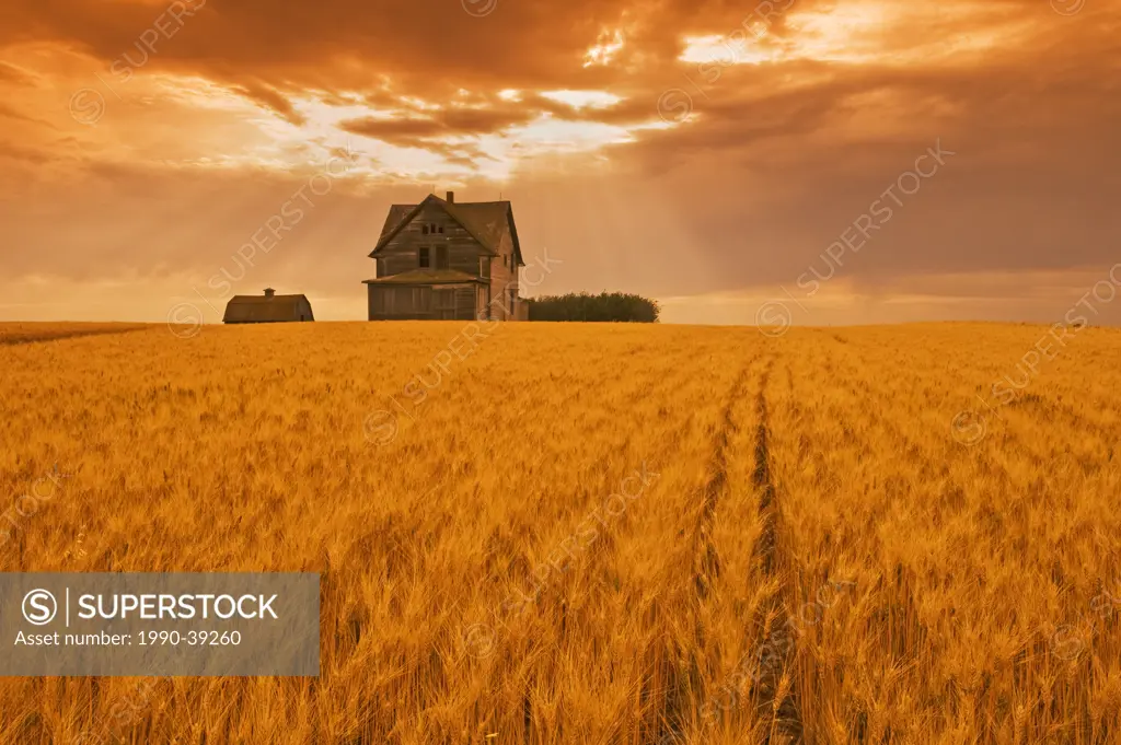 abandoned farm in durum wheat field near Assiniboia, Saskatchewan, Canada
