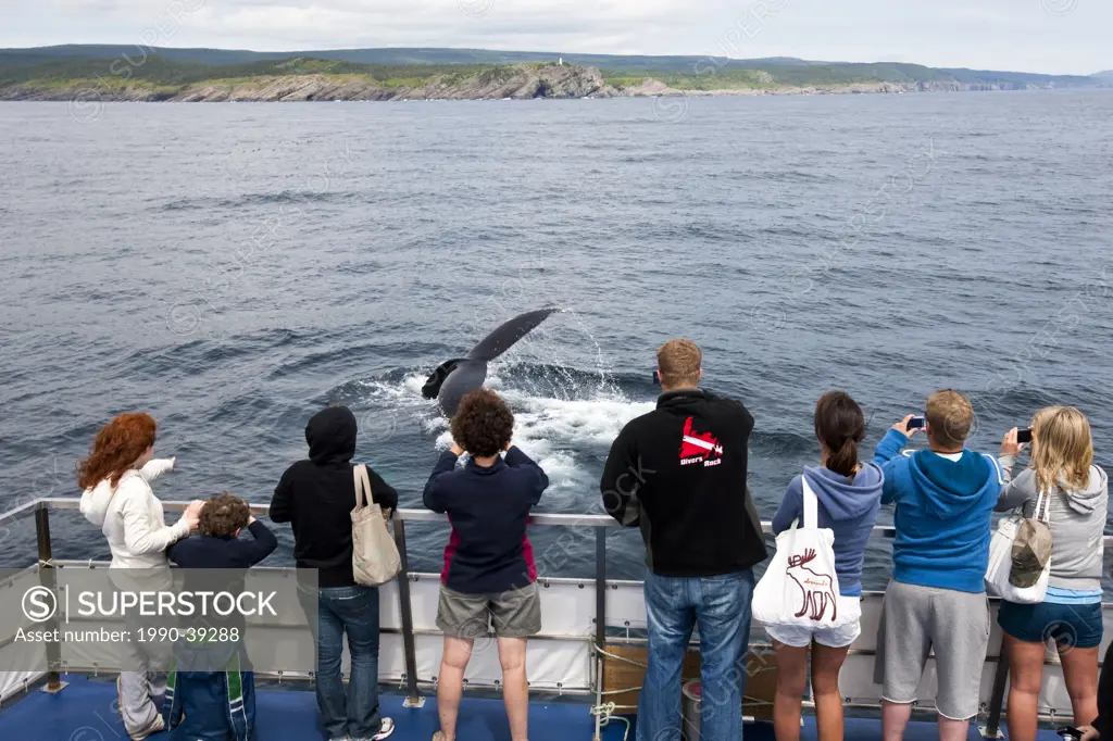 Whale watchers viewing a Humpback WhaleMegaptera novaeangliae flukes in Witless Bay Ecological Reserve, Newfoundland and Labrador, Canada.