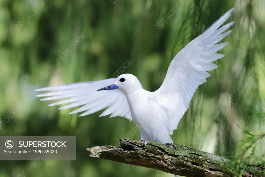 Adult white tern Gygis alba, Midway Atoll, Hawaii