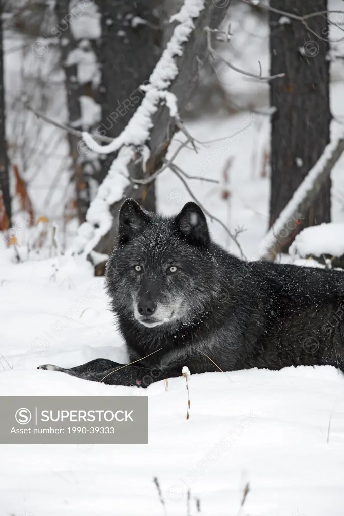 Spirit, leader of the Pipestone family of wolves in Banff National Park. Wolf Canis lupus