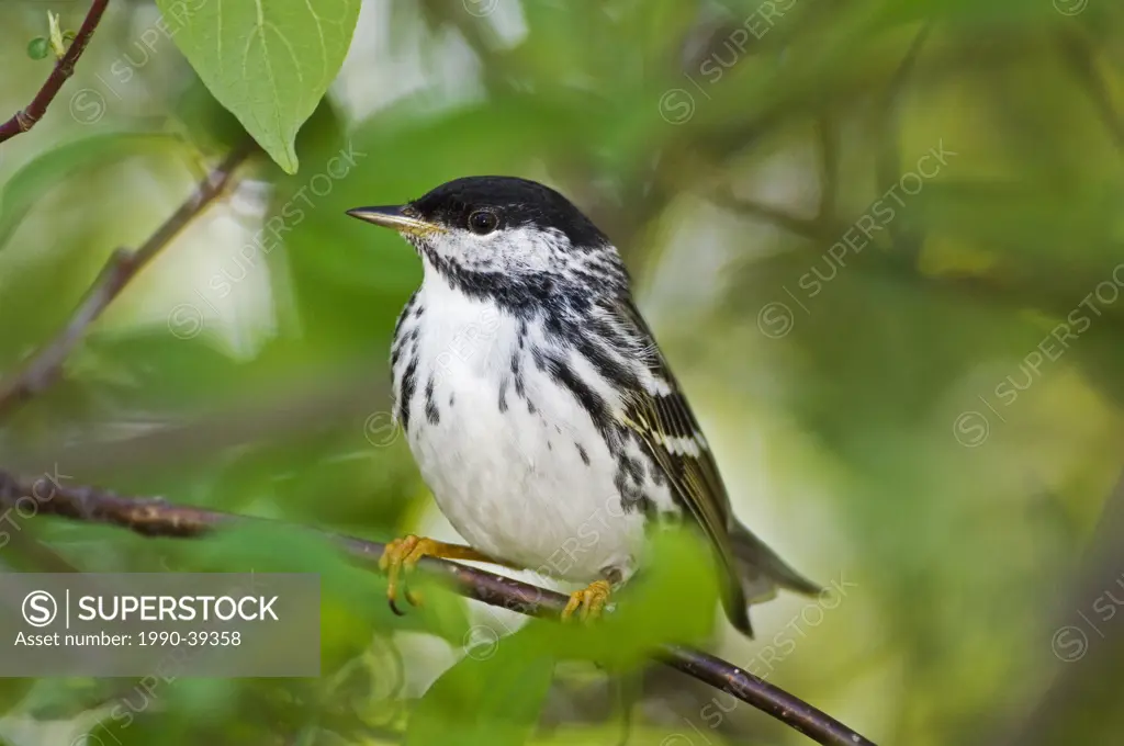 Blackpoll Warbler Dendroica striata male rests near Lake Erie shoreline, spring migration, North America.