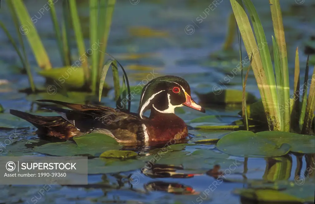 Wood Duck Aix sponsa drake swims amid lily pads, spring, North America.