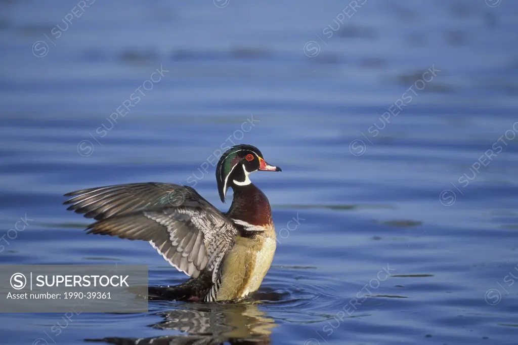 Wood Duck Aix sponsa drake flapping wings, spring, North America.