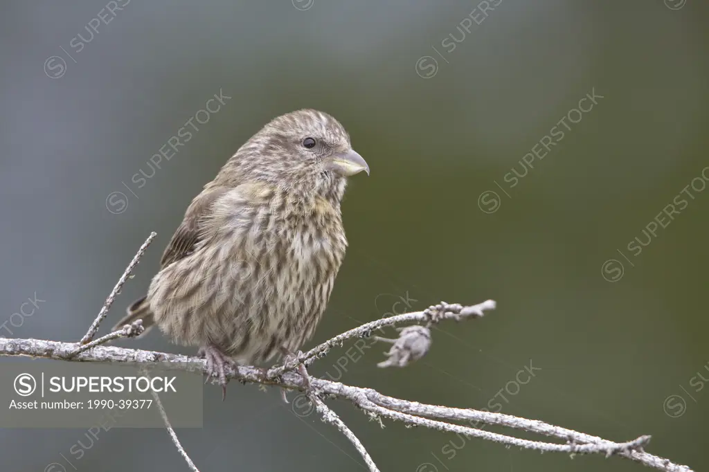Red Crossbill Loxia curvirostra perched on a branch in Victoria, BC, Canada.