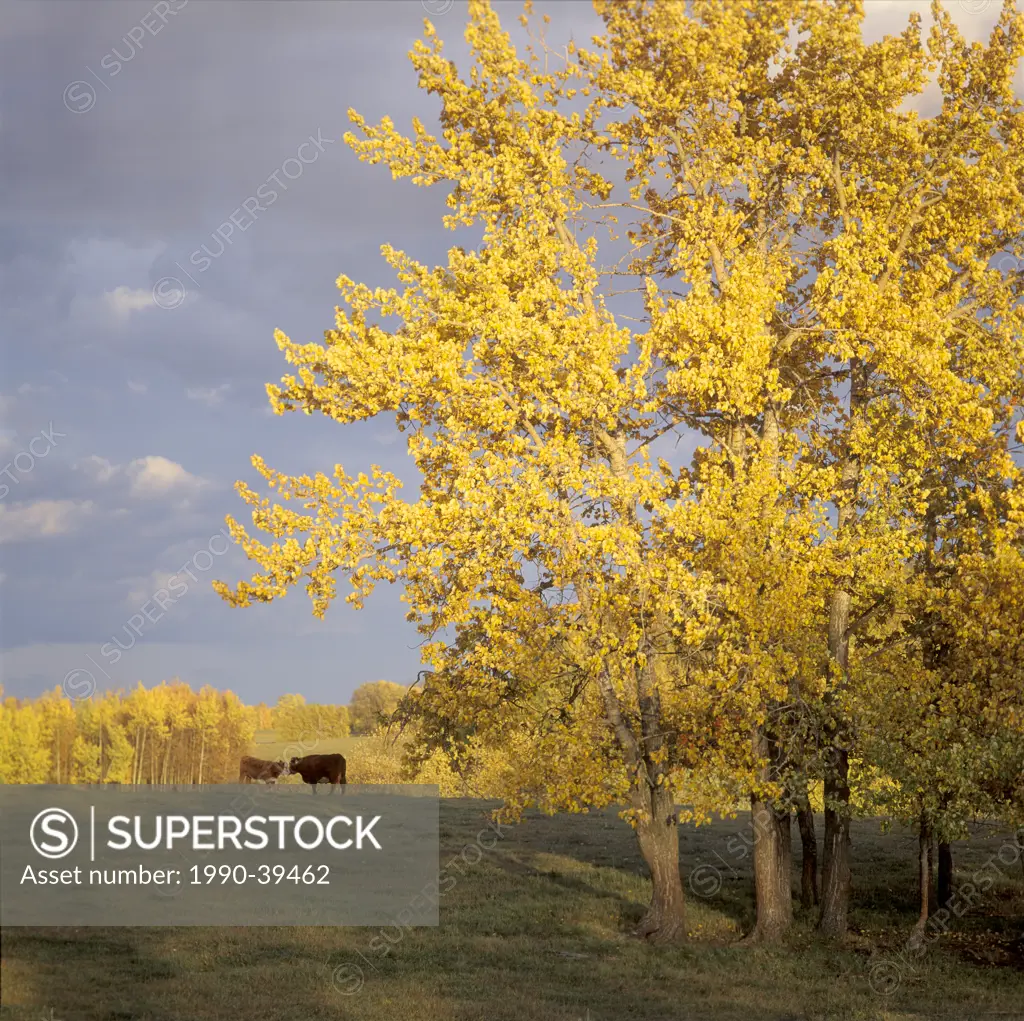 cattle and balsam poplar in the sundown, autumn colors, Stony Plain, Alberta