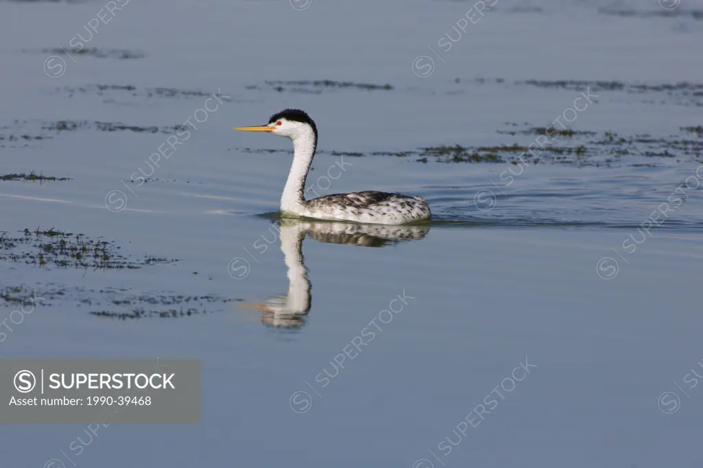 Clark´s grebe Aechmophorus clarkii, adult in breeding plumage, Bear River Migratory Bird Refuge, Utah.