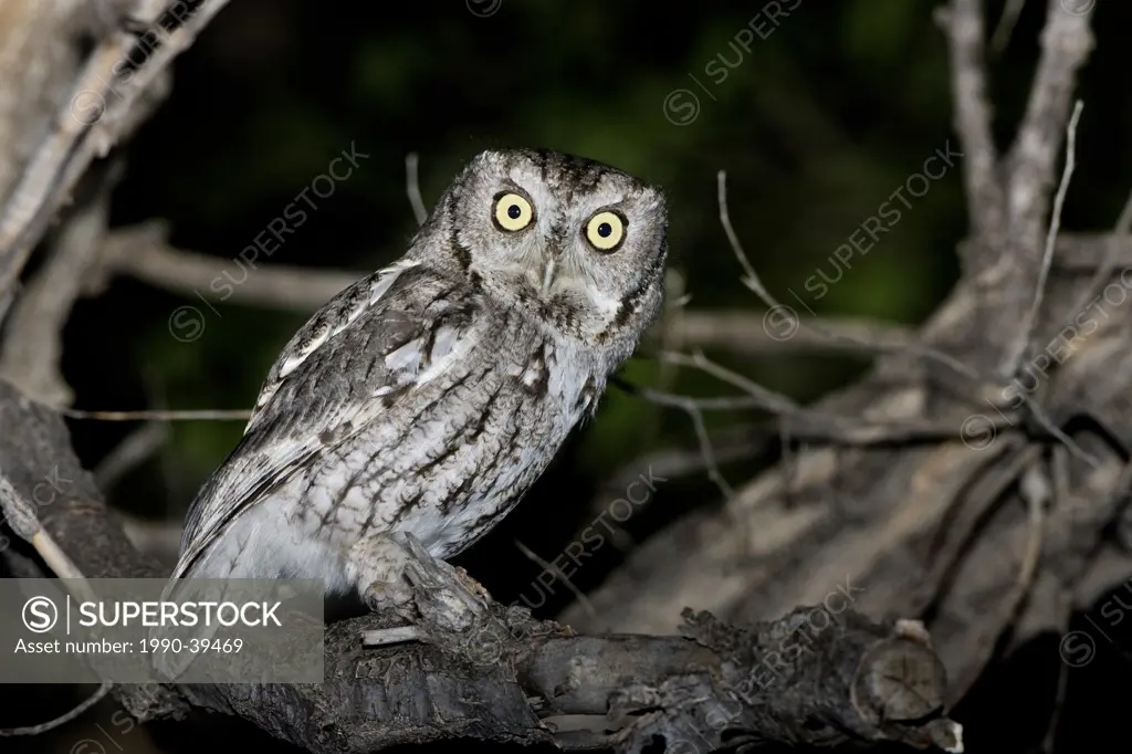 Eastern screech owl Megascops asio, near Pawnne National Grassland, Colorado.