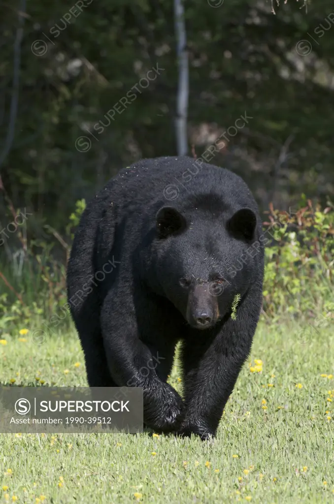 Wild American Black Bear Ursus americanus, adult, walking along summer grasses and forest. Sleeping Giant Provincial Park, Ontario, Canada