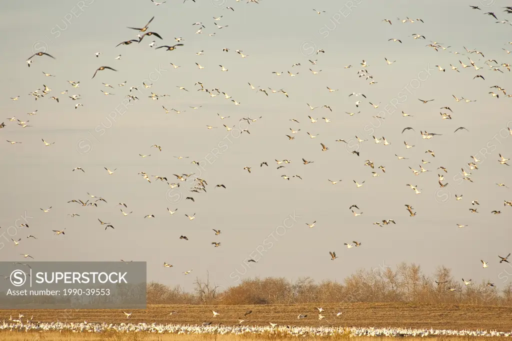 Snow Geese Chen caerulescens and other geese flying over field in rural Alberta, Canada.