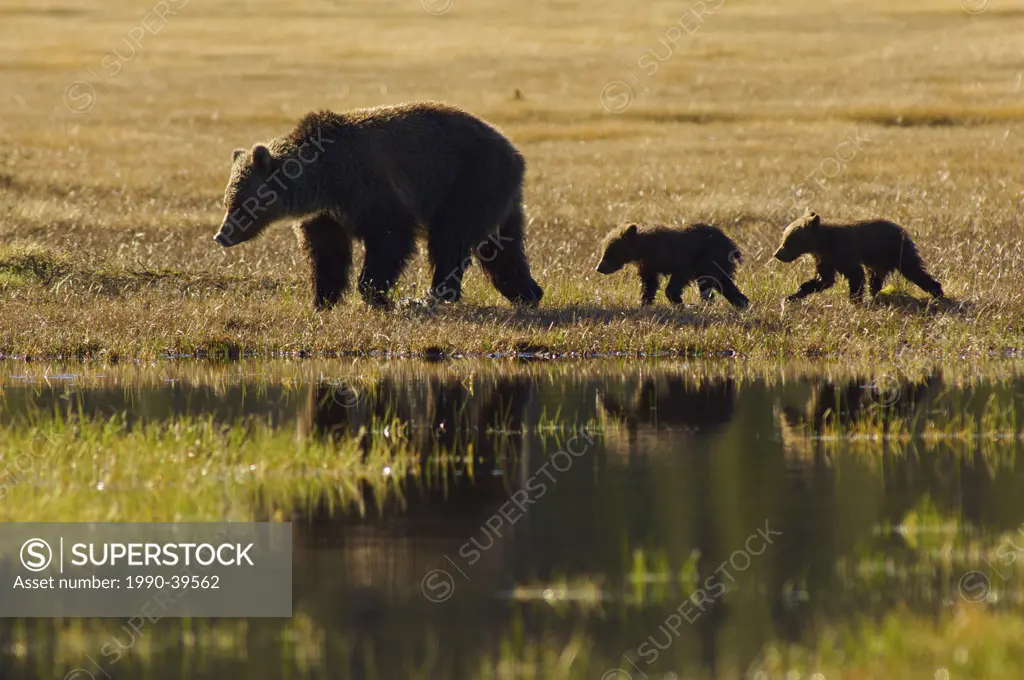 Rocky Mountain Grizzly Bear mother and cubs Ursus arctos horribilis.