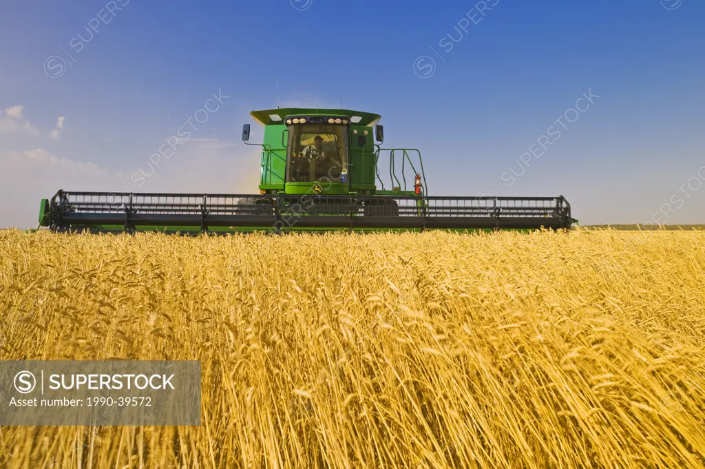 a combine harvester works a field of wind_blown wheat near La Salle, Manitoba, Canada