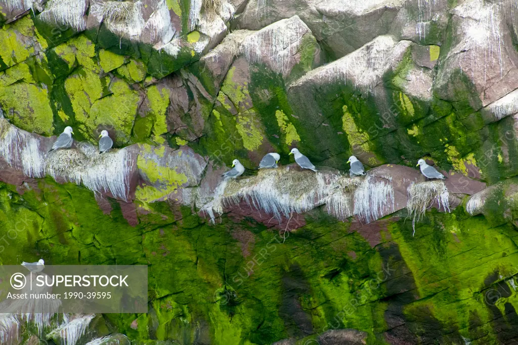 Black_legged Kittiwake, Rissa tridactyla on a cliff in Witless Bay Ecological Reserve, Newfoundland and Labrador, Canada.