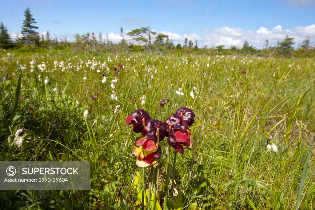Cotton Grass Eriophorum polystachion, and Pitcher_plant Sarracenia purpurea in the Avalon Wilderness Area, Newfoundland and Labrador, Canada.