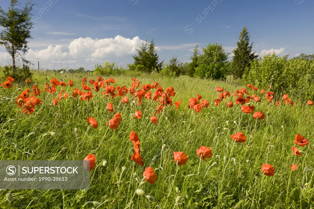 Field of red Poppy Papaver rhoeas flowers, Prince Edward County, Ontario, Canada.