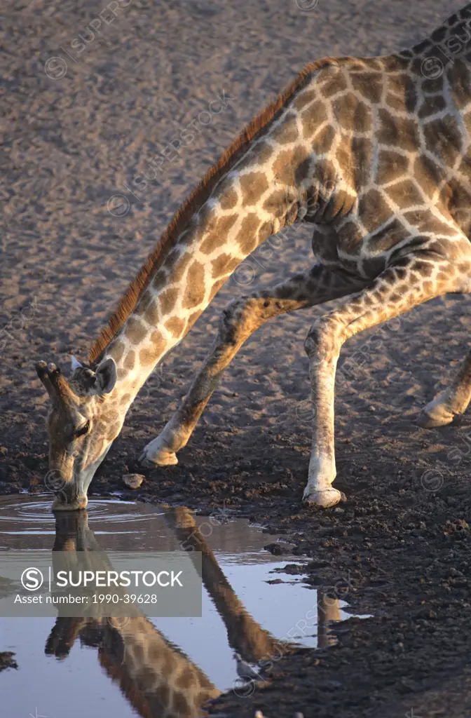 Giraffe Giraffa camelopardalis drinking at a waterhole, Etosha National Park, Namibia, southern Africa