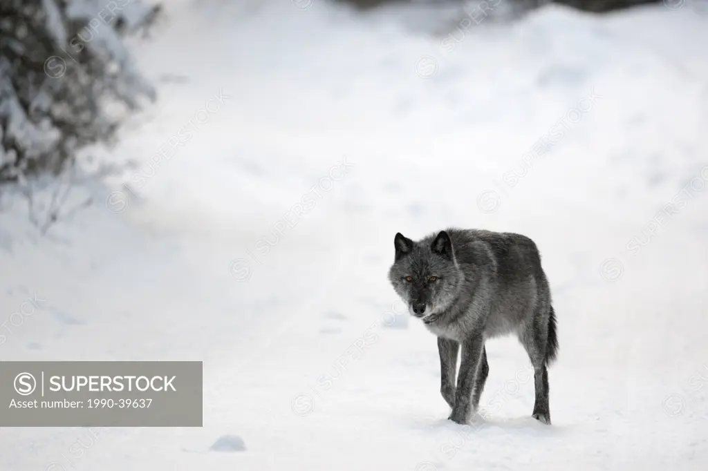 Wild wolf in winter